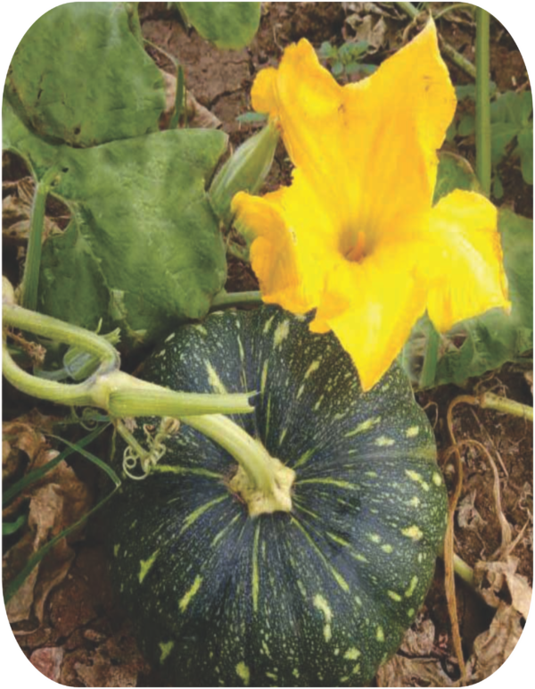 PUMPKIN