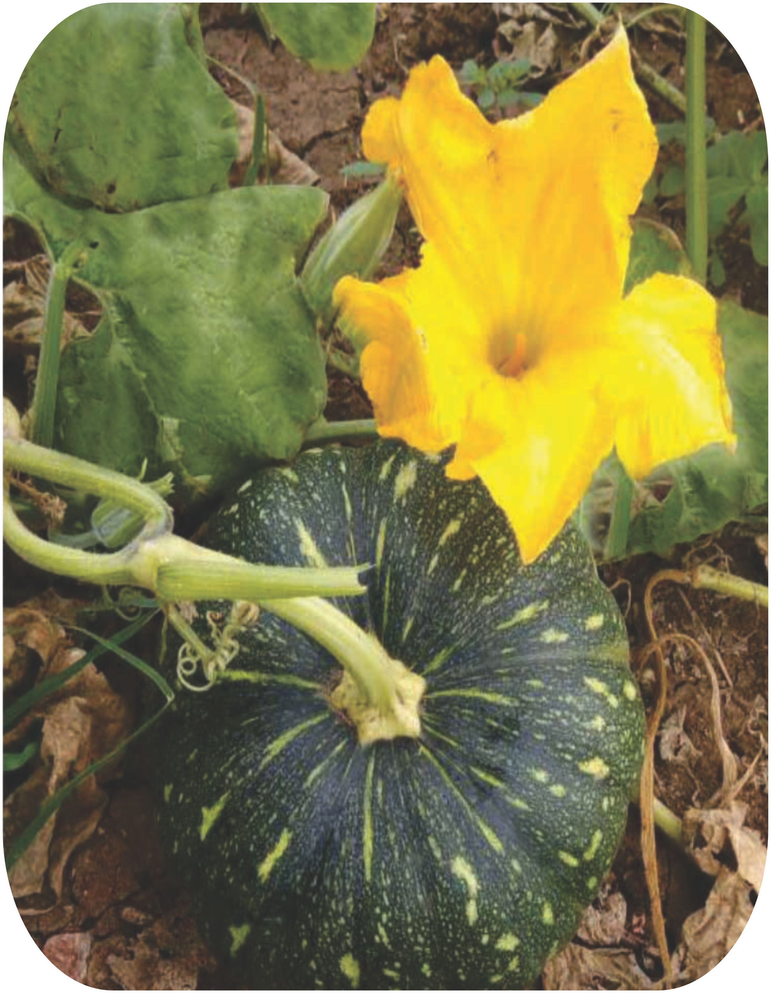 PUMPKIN