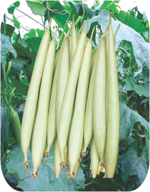 SPONGE GOURD