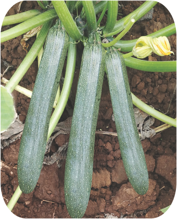 cucumber