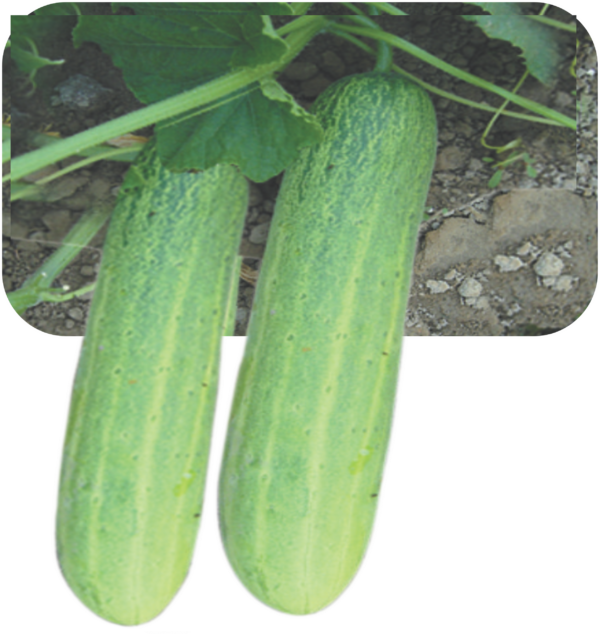 CUCUMBER