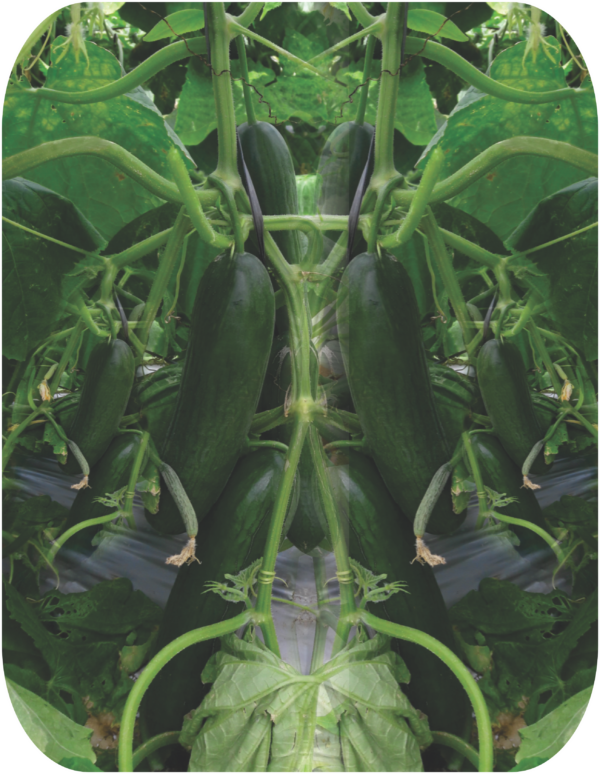 CUCUMBER