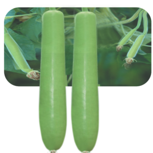 BOTTLE GOURD