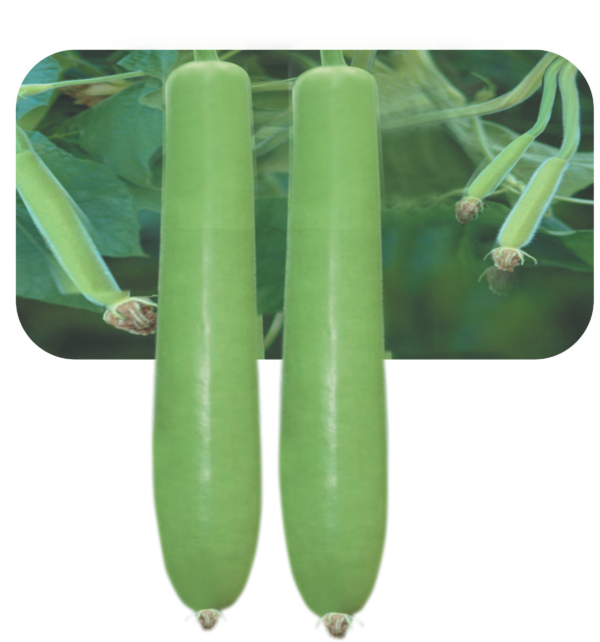 BOTTLE GOURD