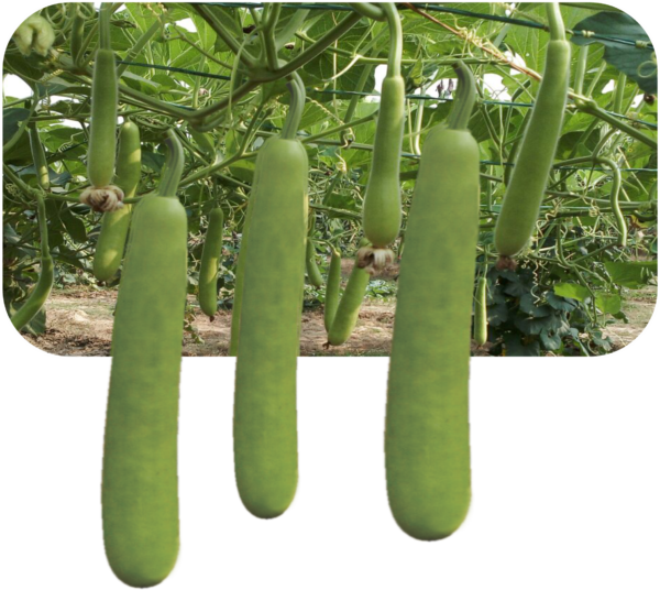 BOTTLE GOURD
