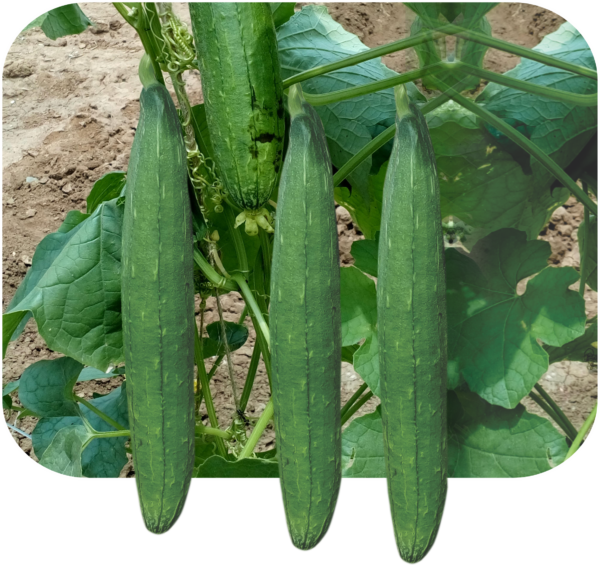 SPONGE GOURD