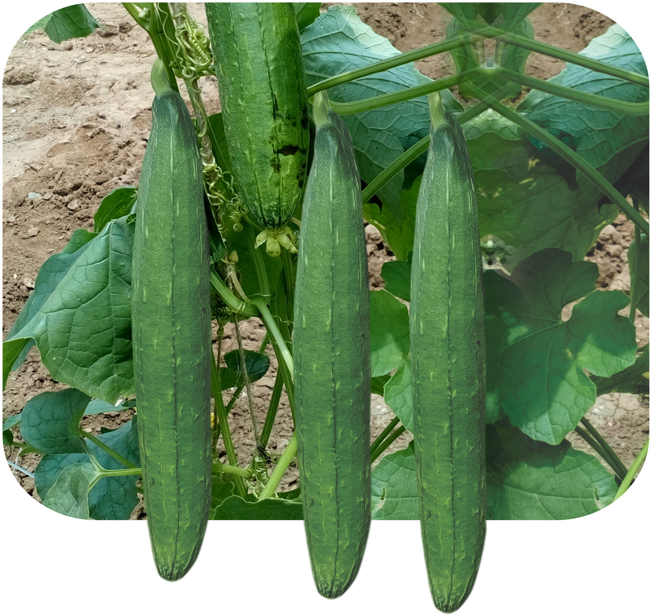 SPONGE GOURD