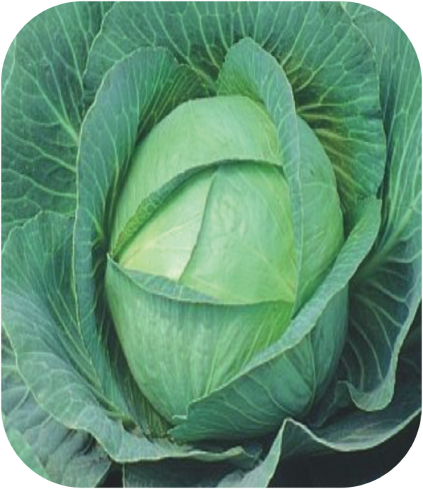 CABBAGE