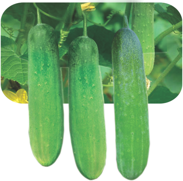 CUCUMBER