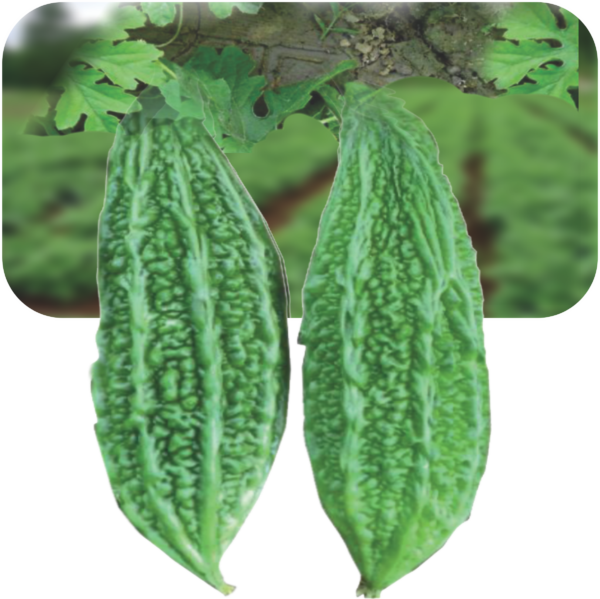 BITTER GOURD
