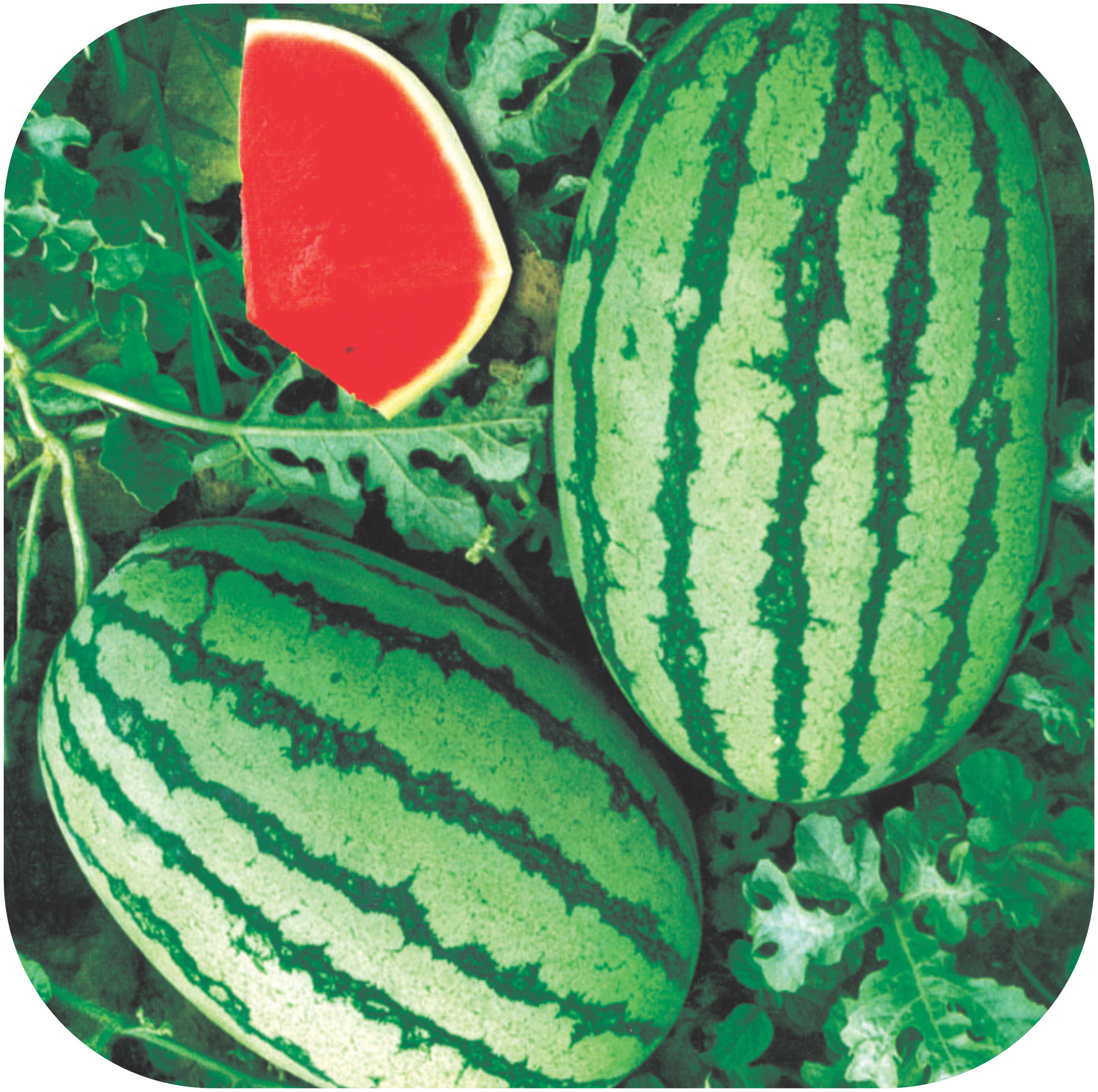 WATERMELON