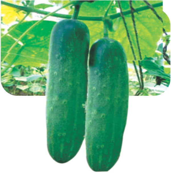 CUCUMBER