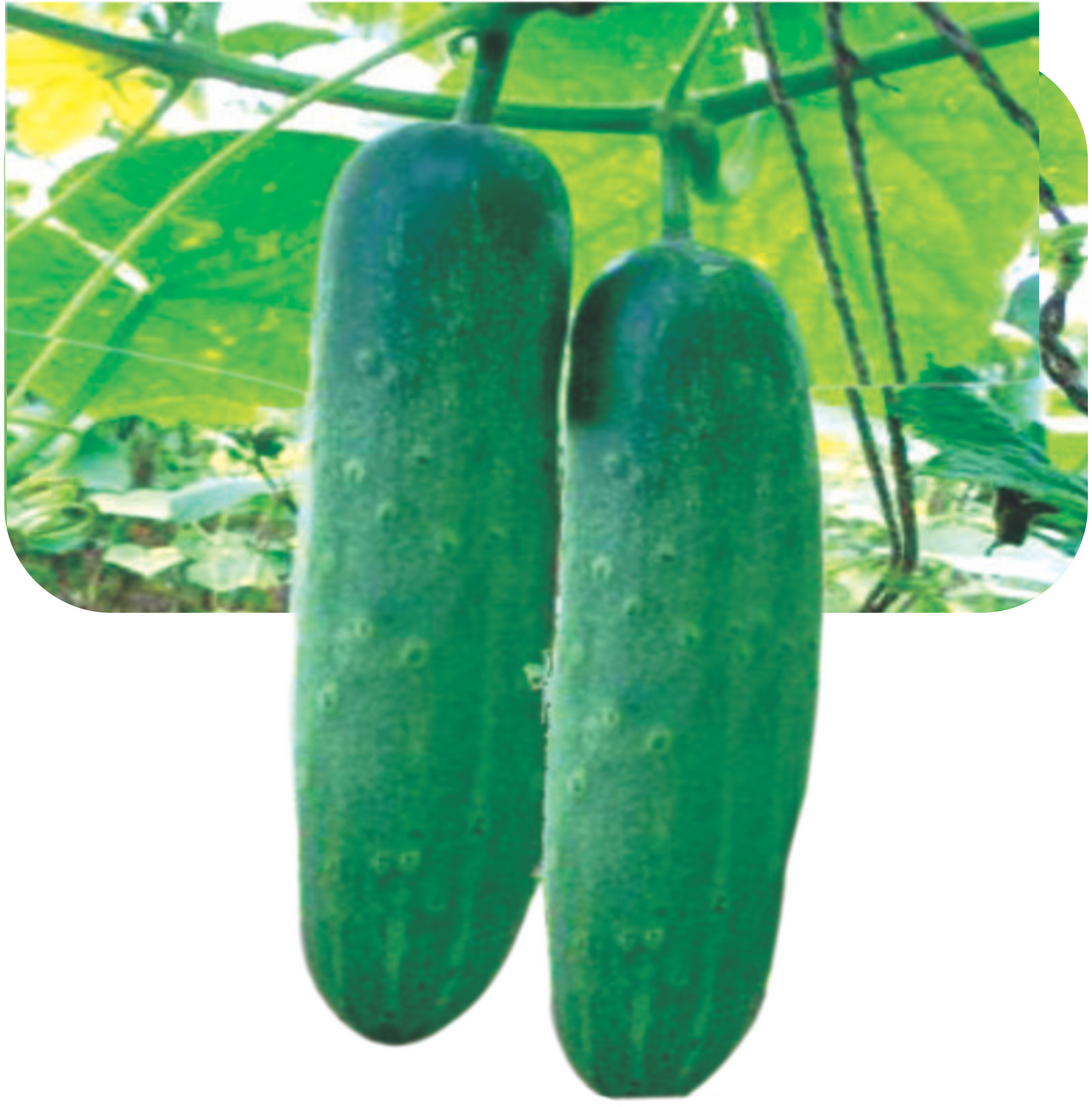 CUCUMBER