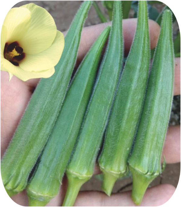 OKRA