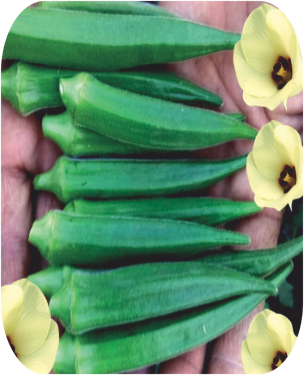 OKRA
