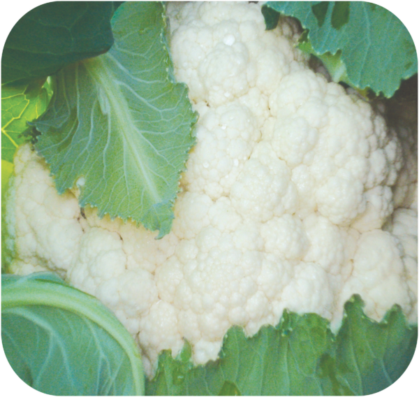 CAULIFLOWER