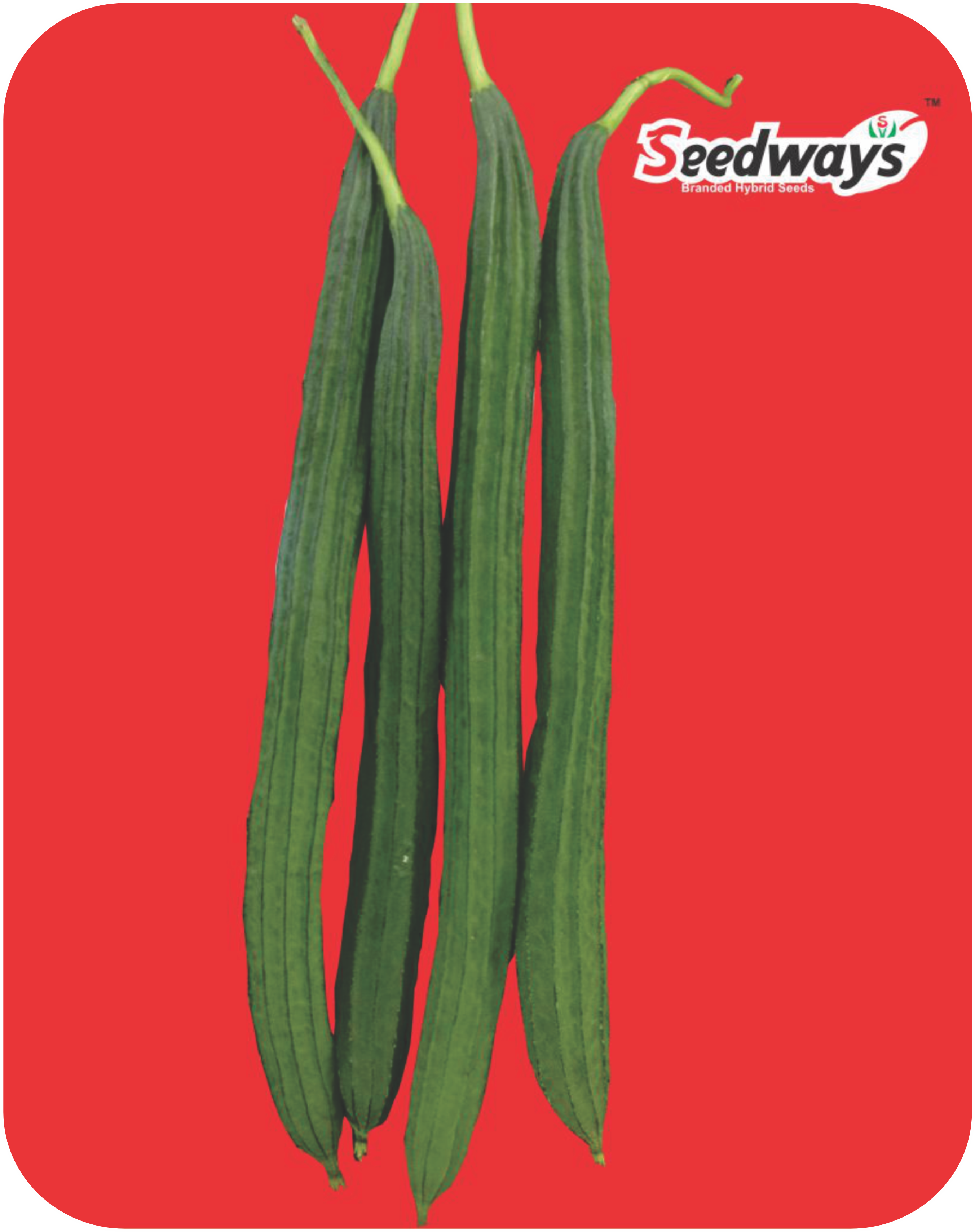 RIDGE GOURD