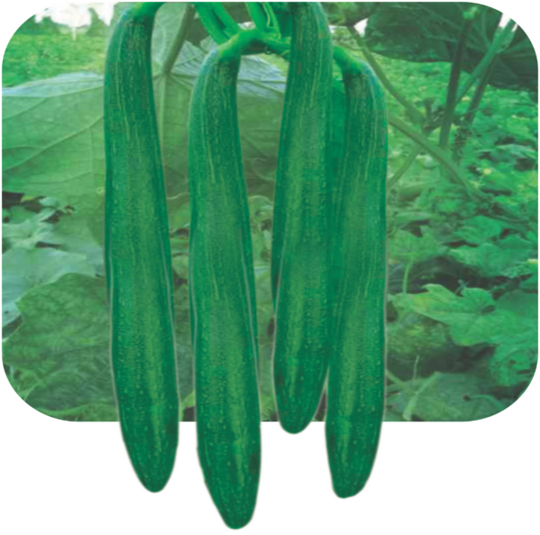 SPONGE GOURD