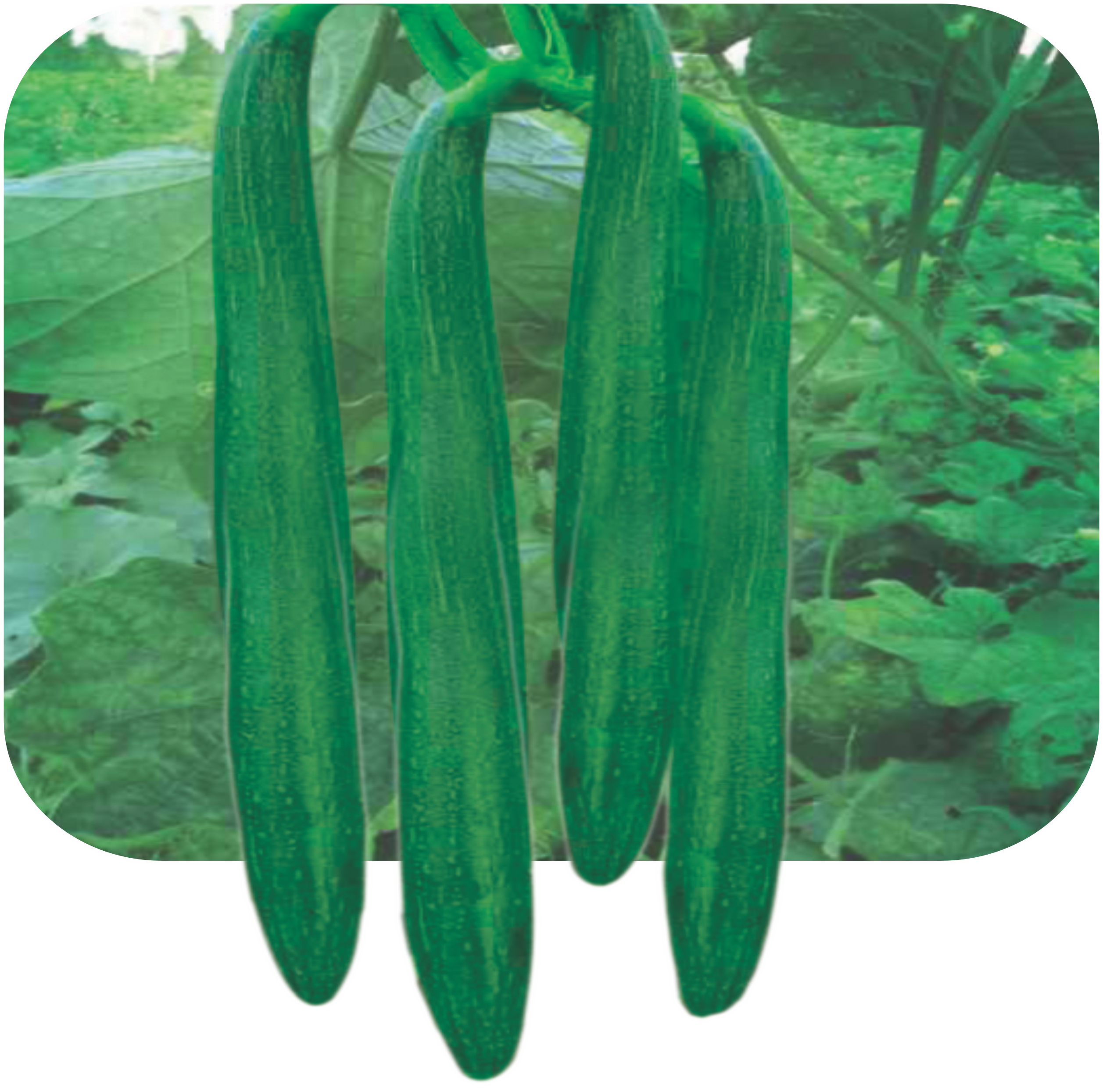 SPONGE GOURD