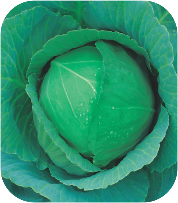 CABBAGE
