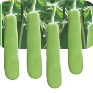 BOTTLE GOURD