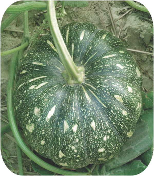 PUMPKIN