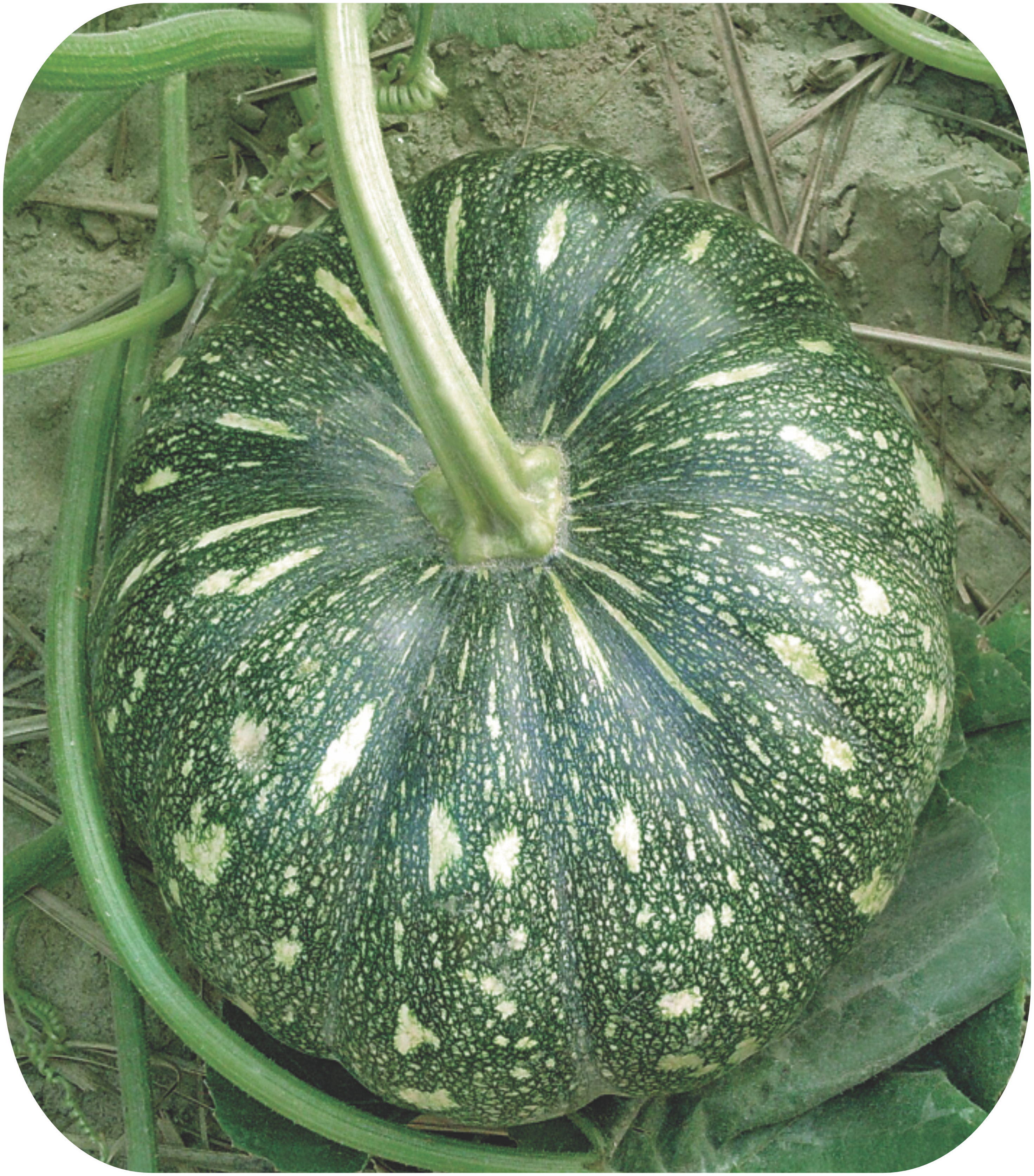 PUMPKIN