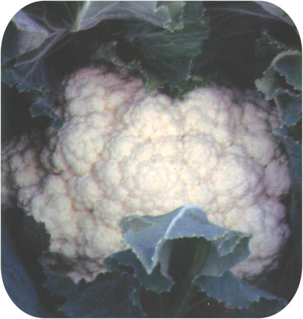 CAULIFLOWER