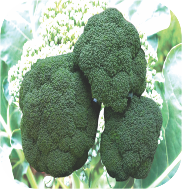 BROCCOLI