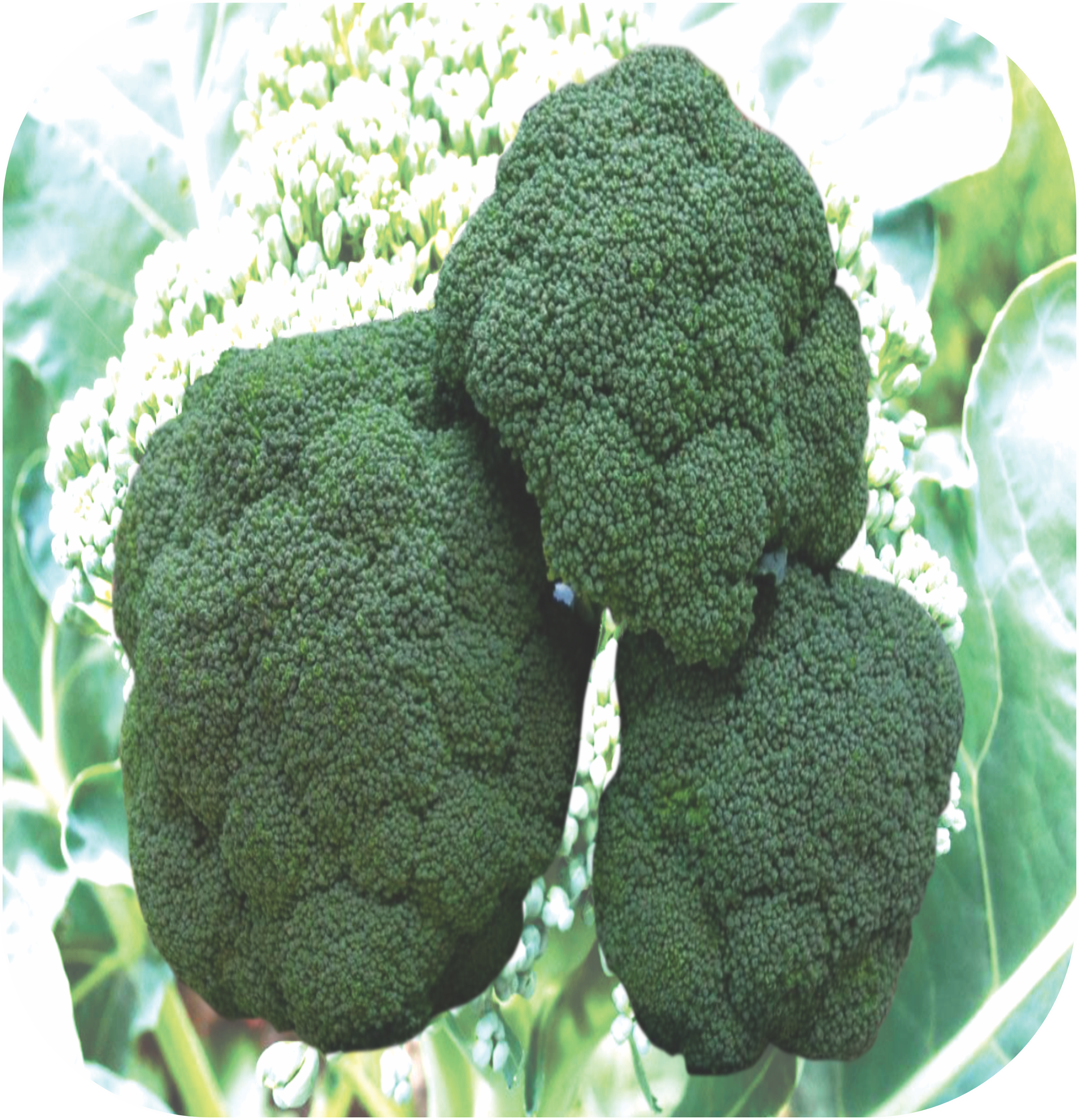 BROCCOLI