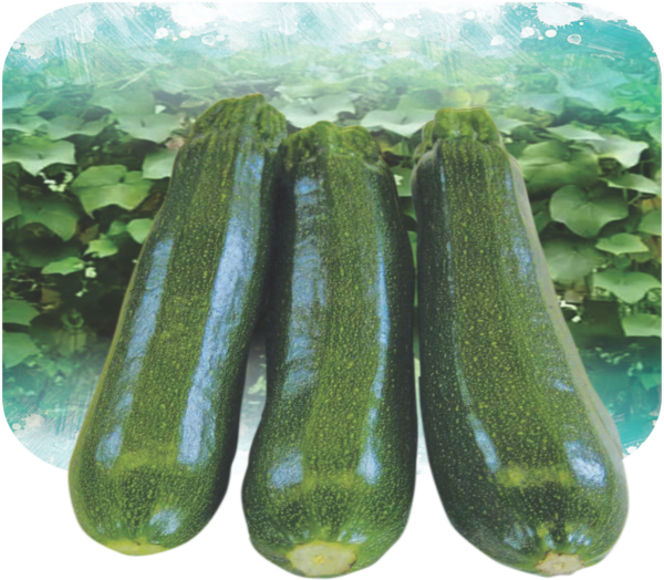 CUCUMBER
