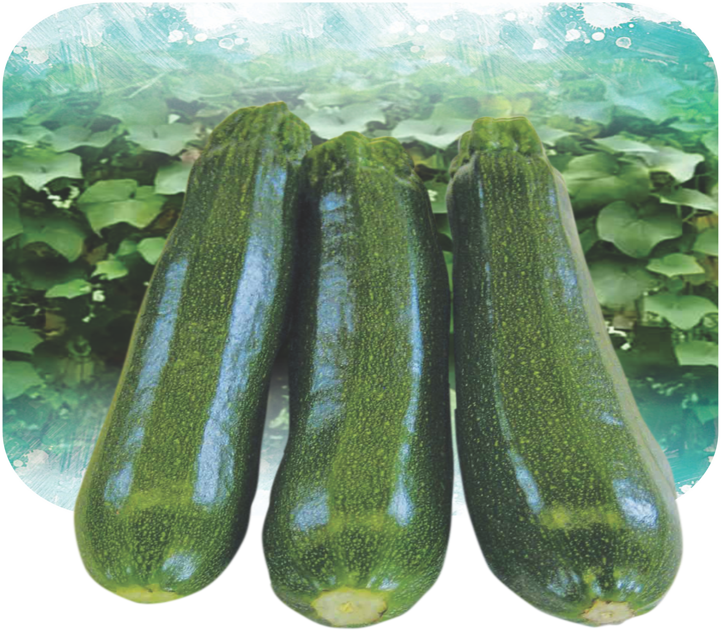 CUCUMBER