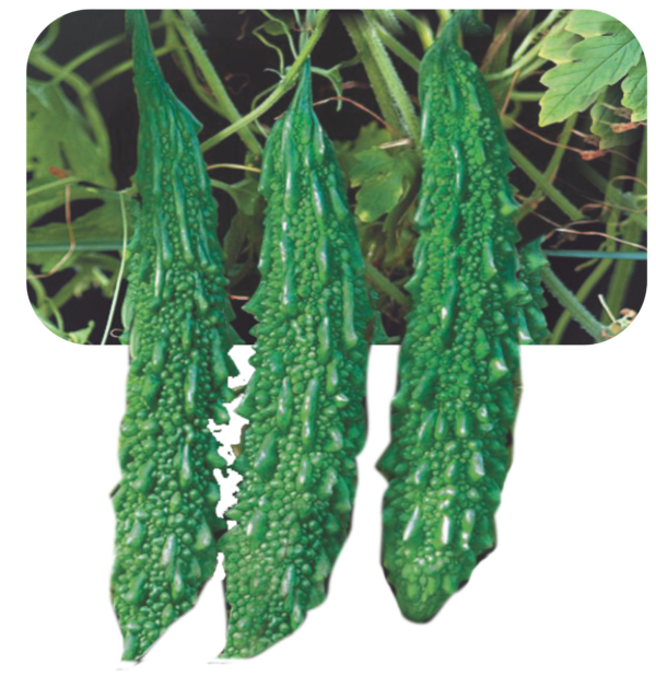 BITTER GOURD