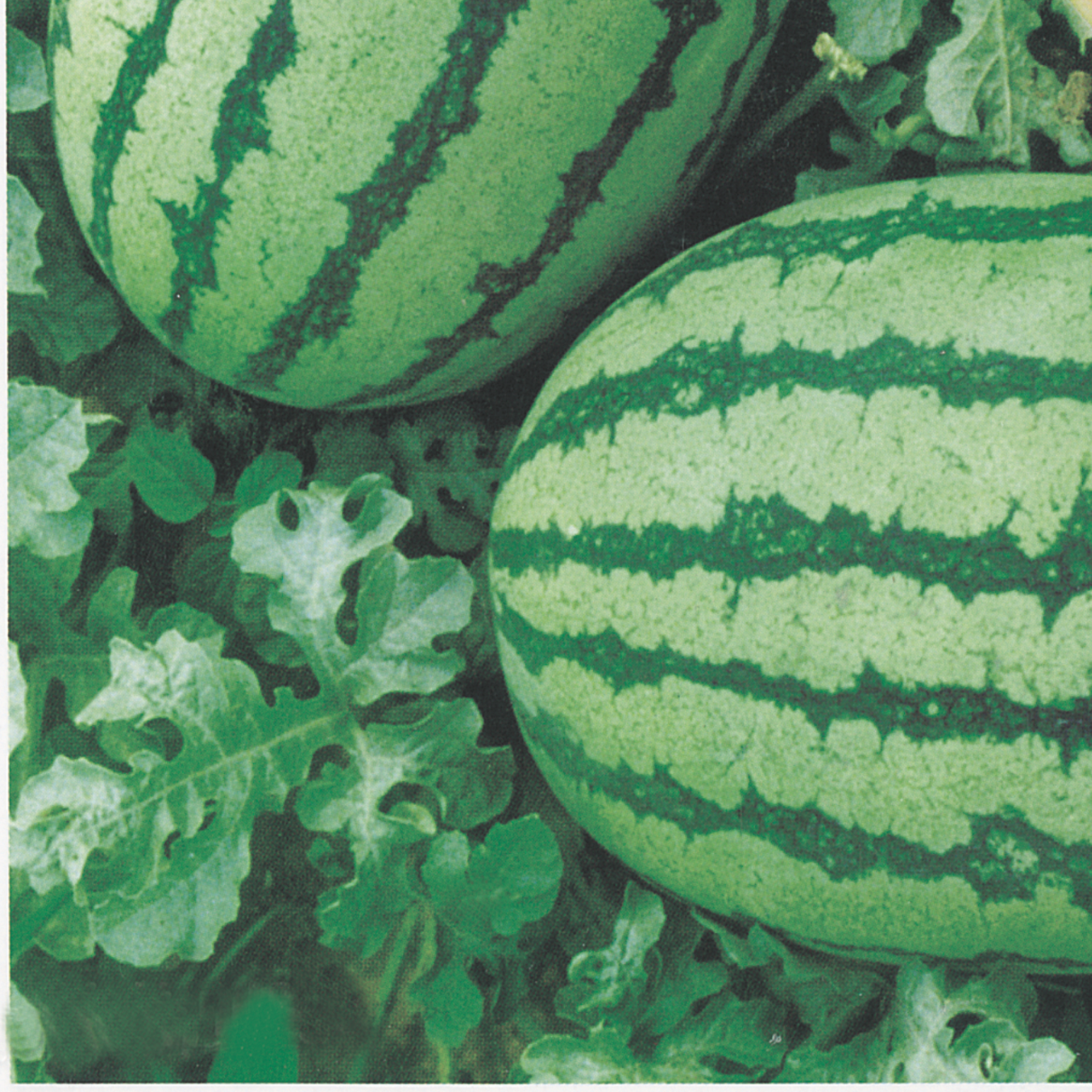 WATERMELON