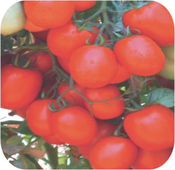 TOMATO
