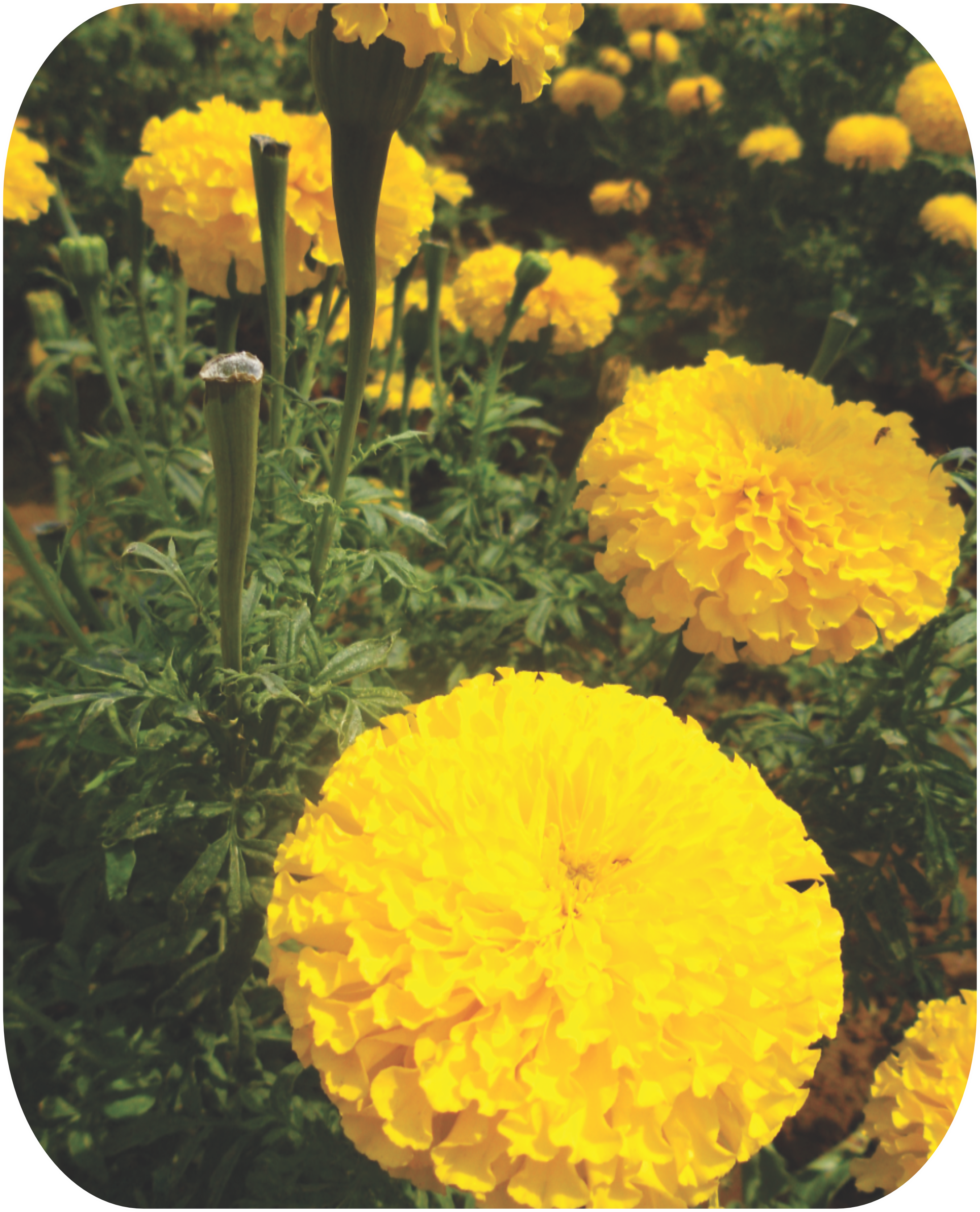 MARIGOLD