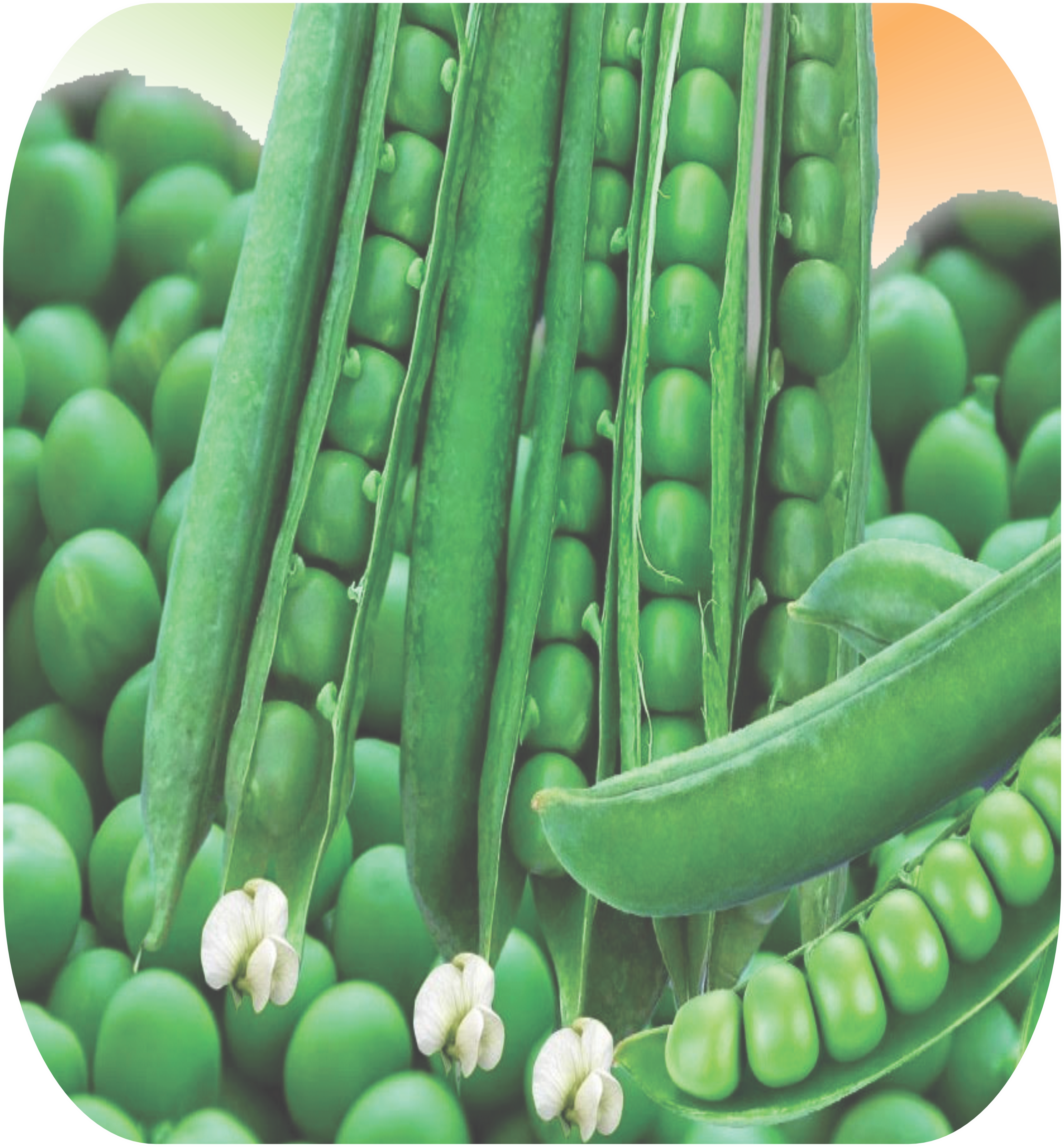 PEAS