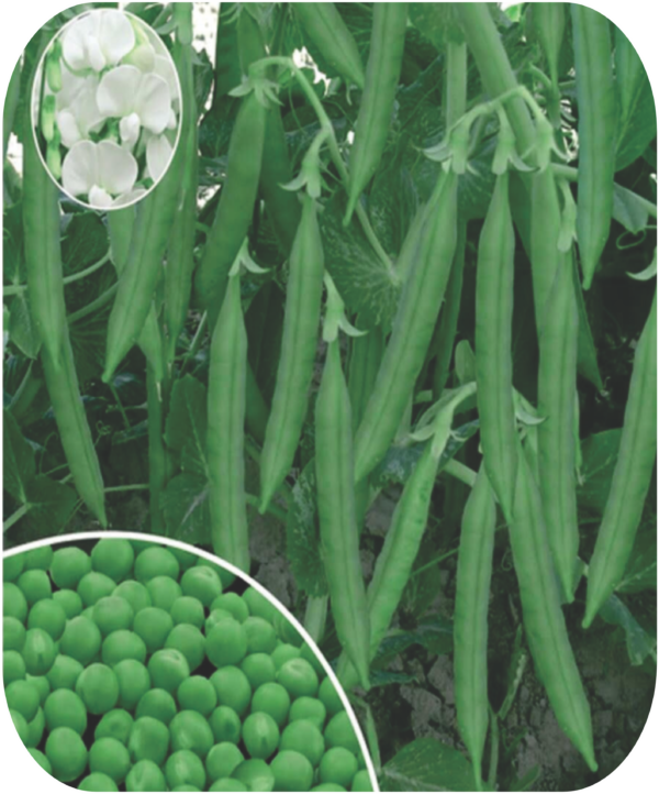 PEAS