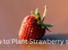 How to Plant Strawberry seed