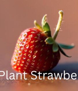 How to Plant Strawberry seed
