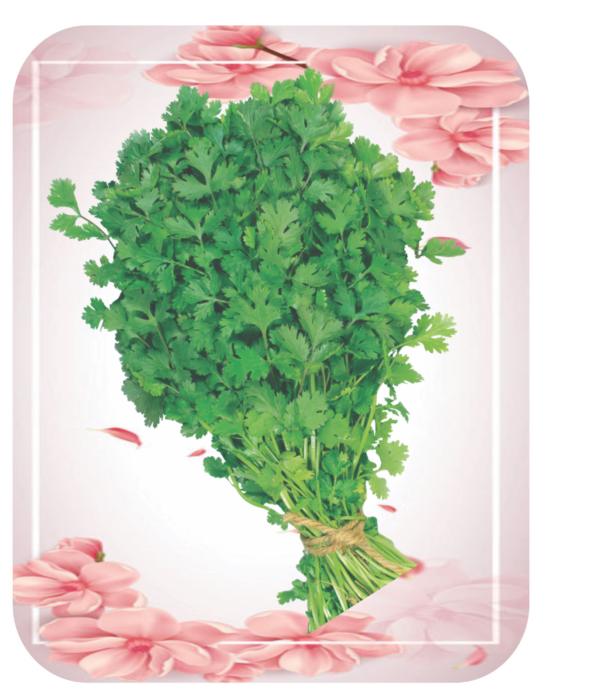 CORIANDER