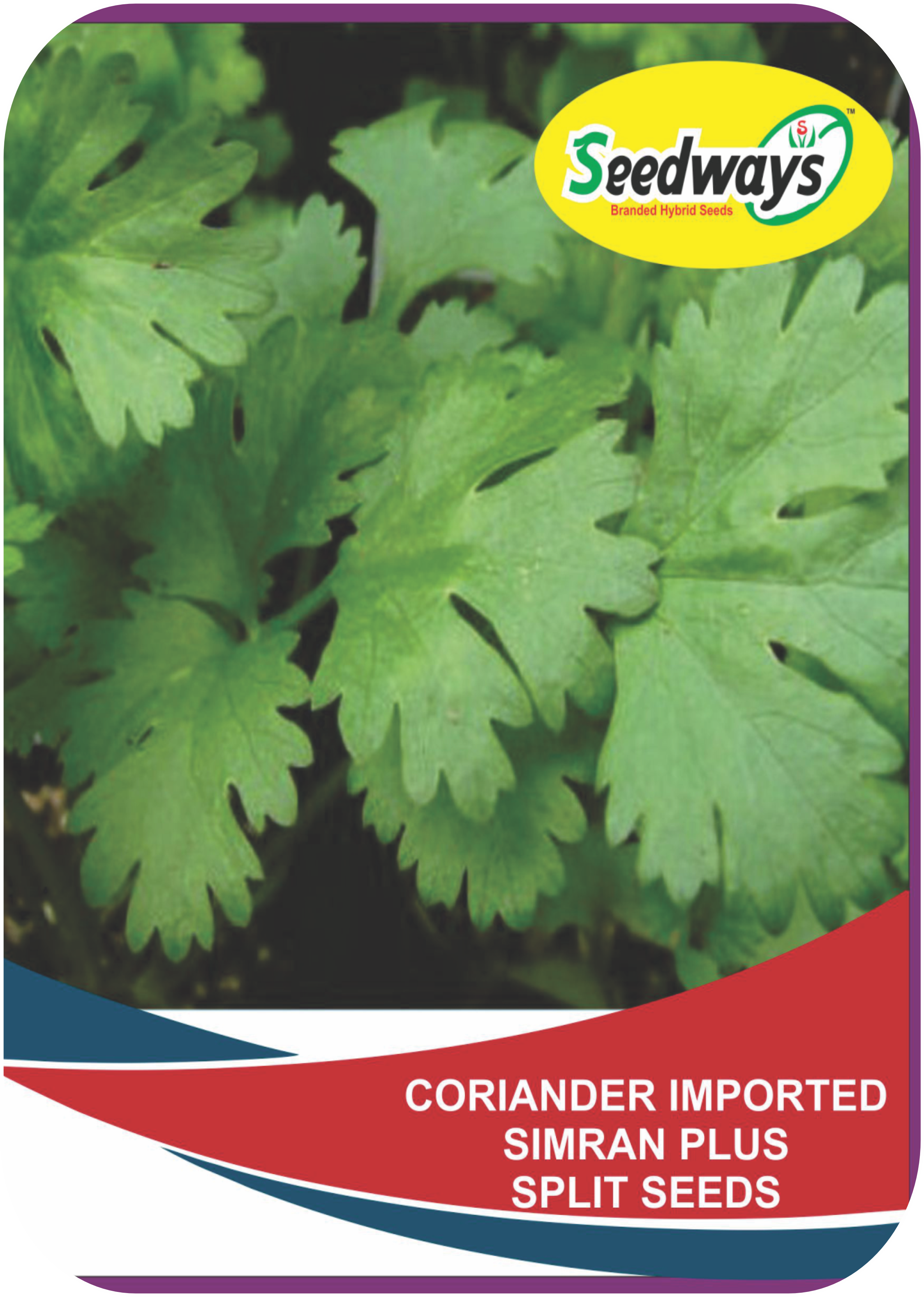 CORIANDER