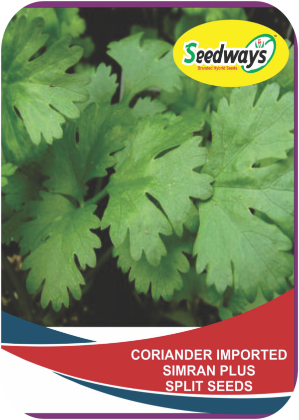 CORIANDER
