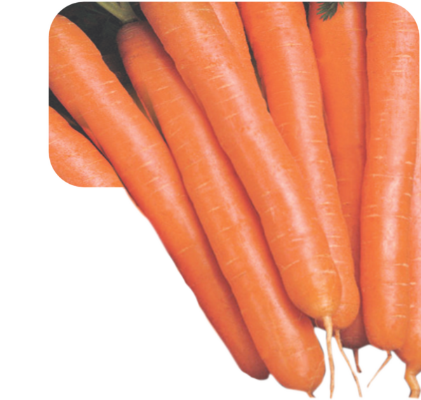 CARROT
