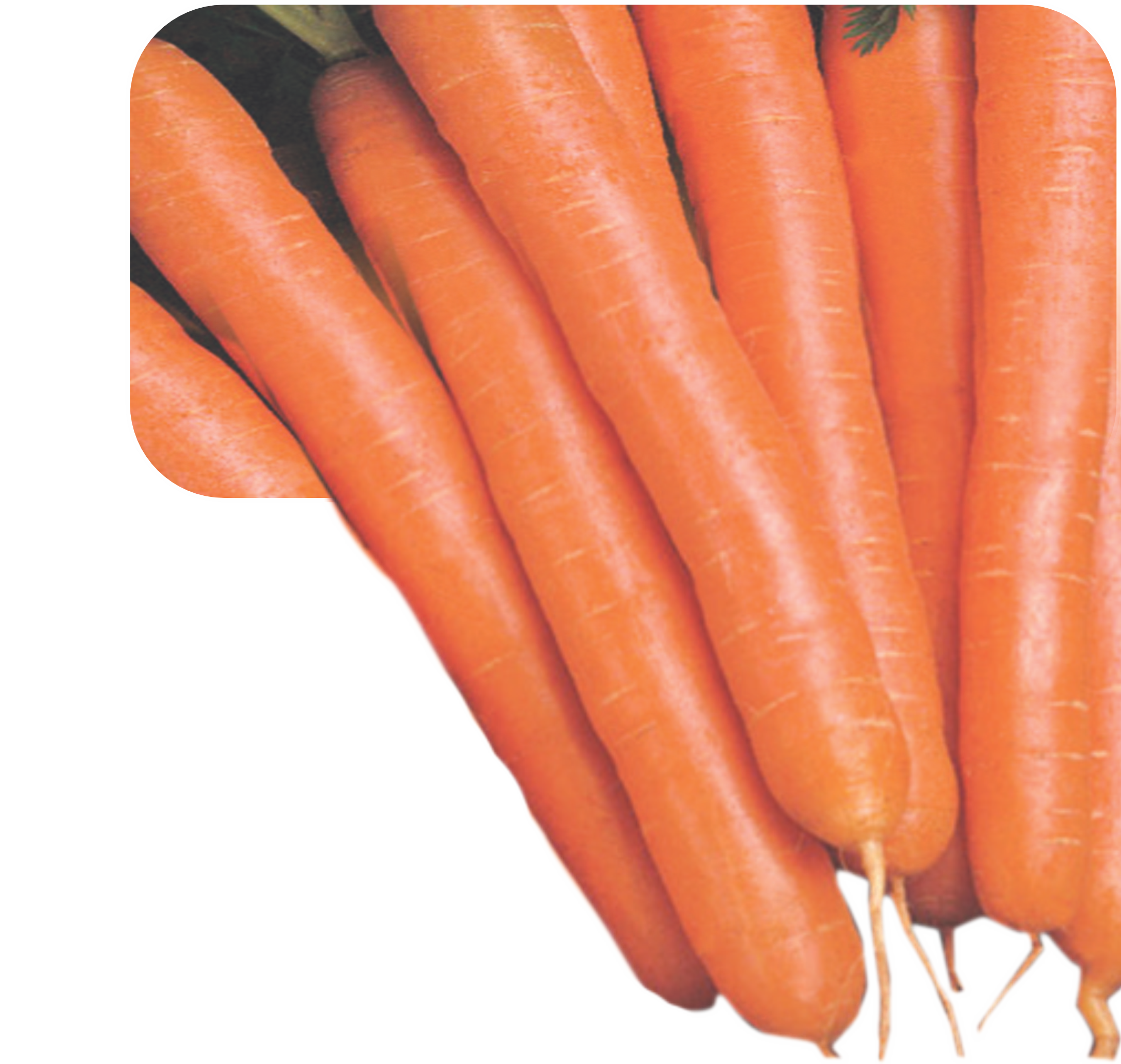 CARROT