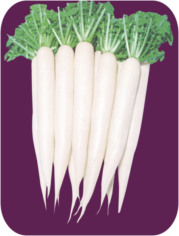 RADISH