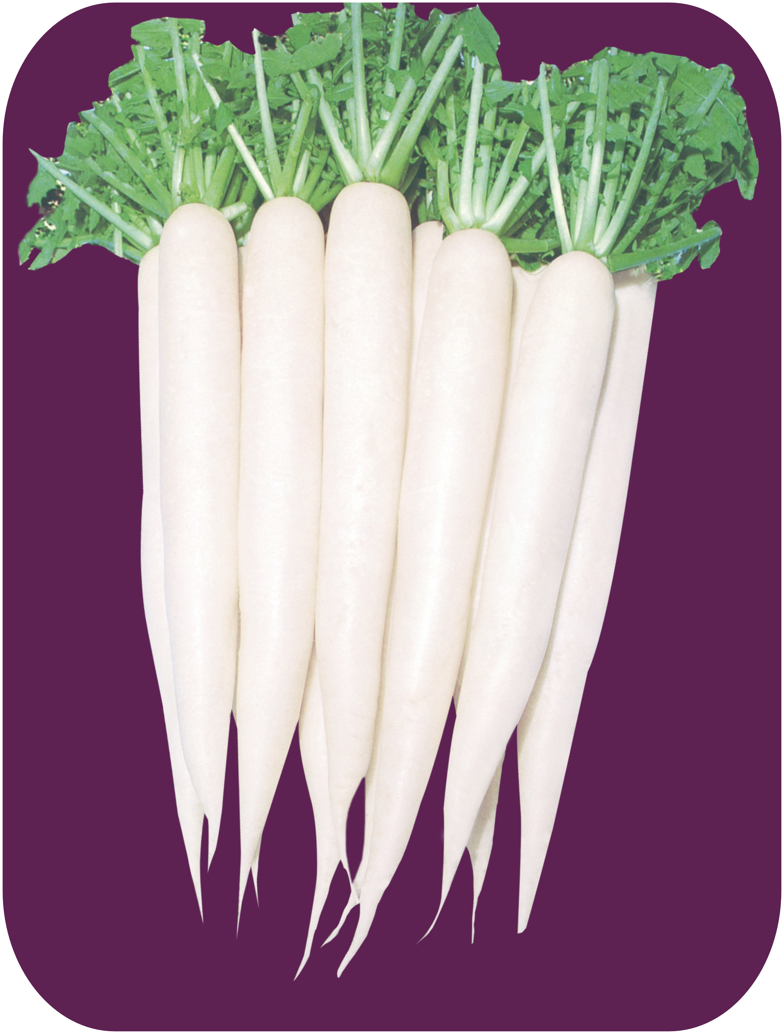 RADISH