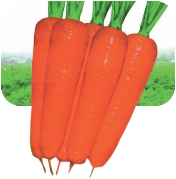 CARROT