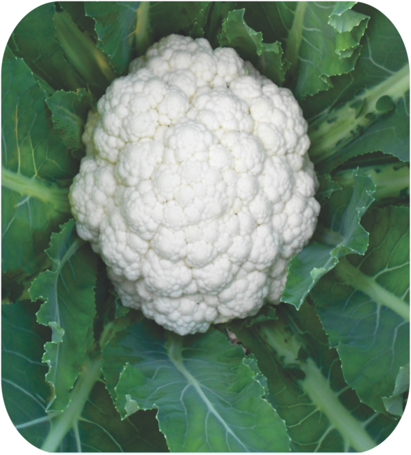 CAULIFLOWER