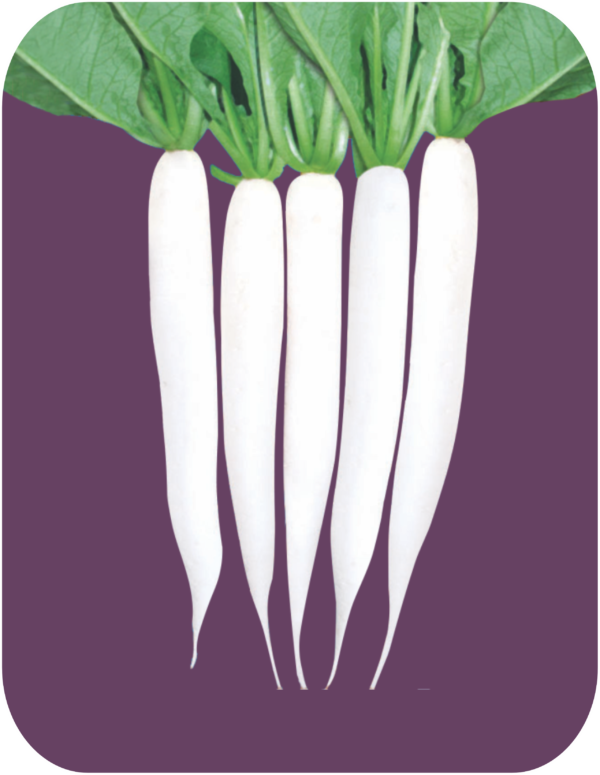 RADISH